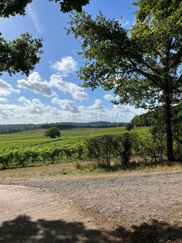 View from Denbies vineyard path
